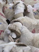 vuorilla lammaserotus,suuri aitaus täynnä lambeja